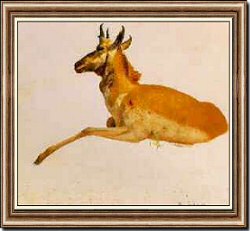 Antelope Sketch