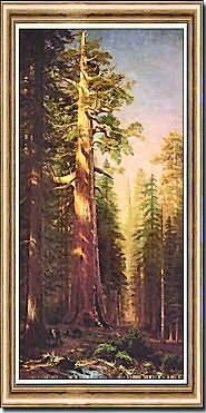 The Great Trees, Mariposa Grove