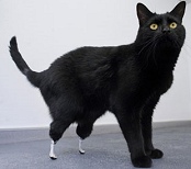 Oscar the Bionic Cat