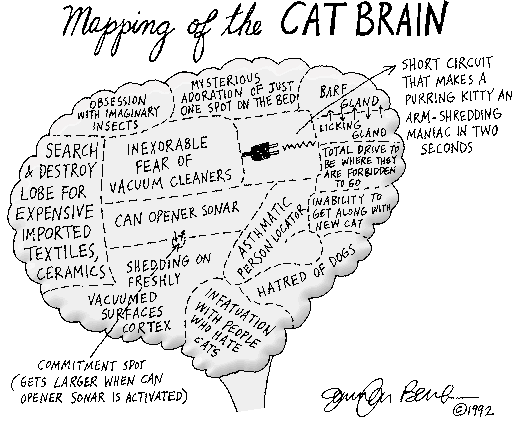 The mapping of a cat's brain
