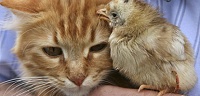 Mother  cat and chick