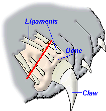 Declaw procedure