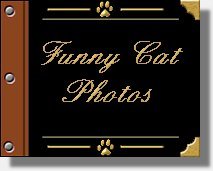 Funny Cat Photos