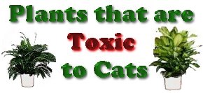 Plants that are Toxic to Cats