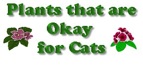 Plants that are Okay for Cats