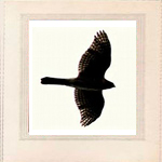 Creekside - Nine Hawks
