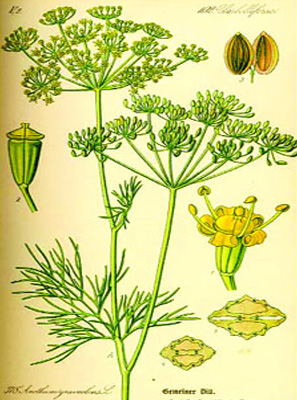 Herbally Fresh - Kitchen: Spices