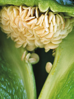 Herbally Fresh - Kitchen: Spices