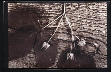 Berries on Footbridge