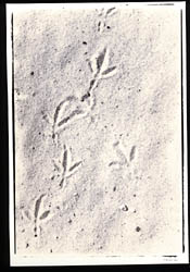 Evidence of a Feathered Visitor