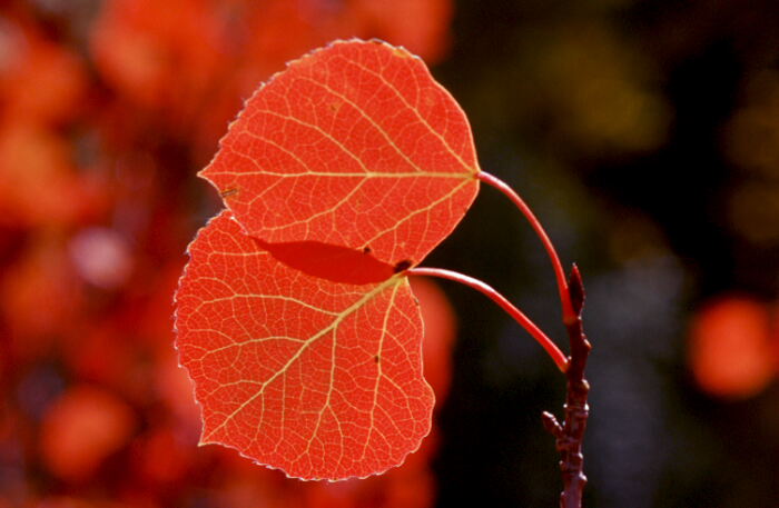 Red Quaking Aspen Leaves