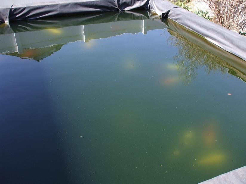 Dirty water koi pond