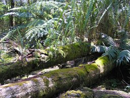 Fallen trees with moss and ferns growing on them