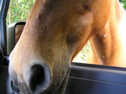 horse's nose