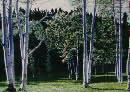 Aspens