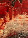 Bryce
