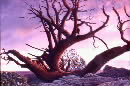 Juniper