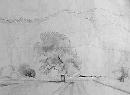 Potter Valley Tree Sketch