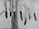 Corn Husks