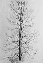 Tree Sketch
