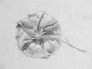 Morning Glory Flower
