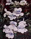 Penstemon