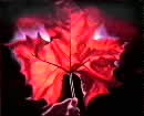 Sycamore